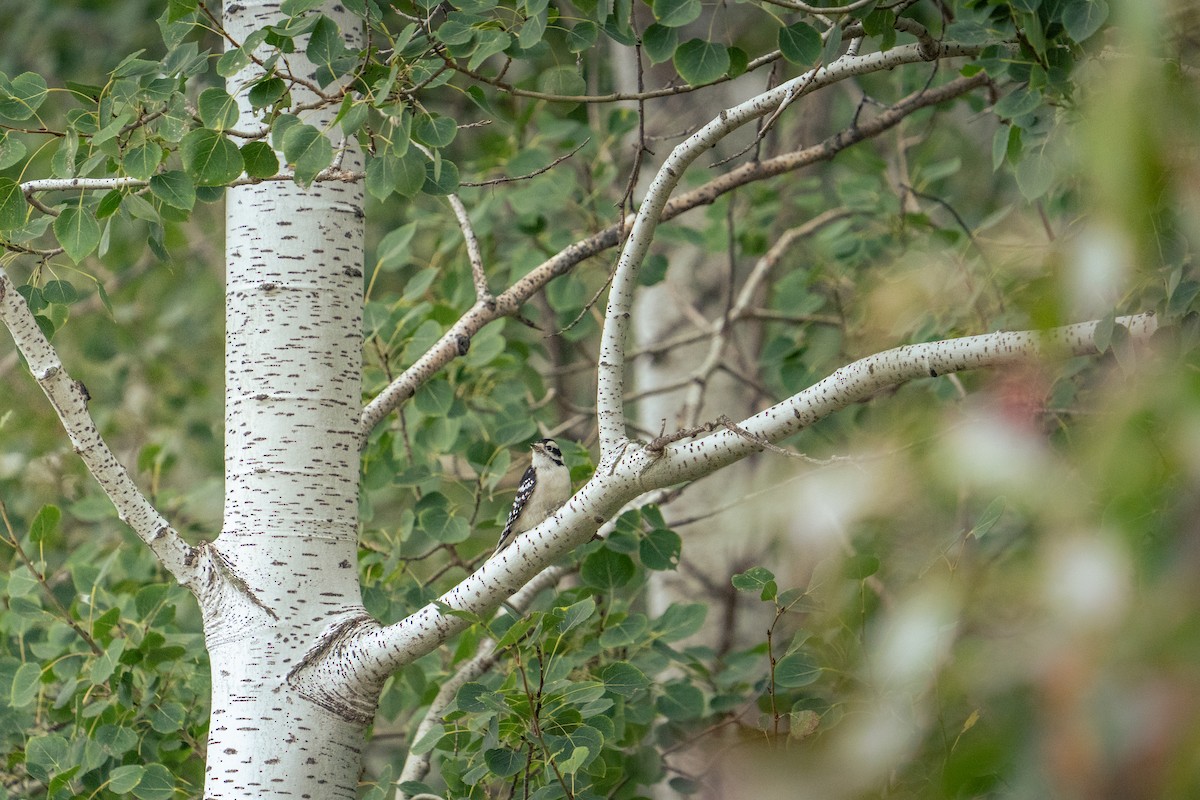 Downy Woodpecker - ML642165994