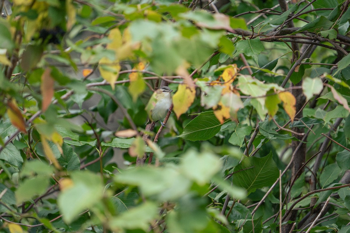 Red-eyed Vireo - ML642166000