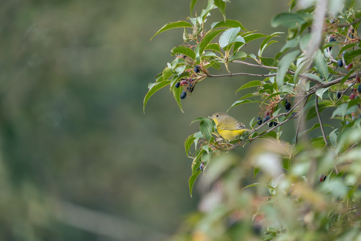 Nashville Warbler - ML642166008