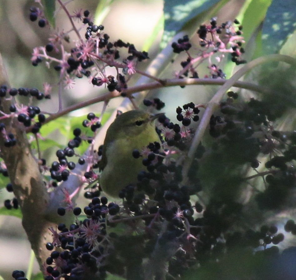 Tennessee Warbler - ML642166021