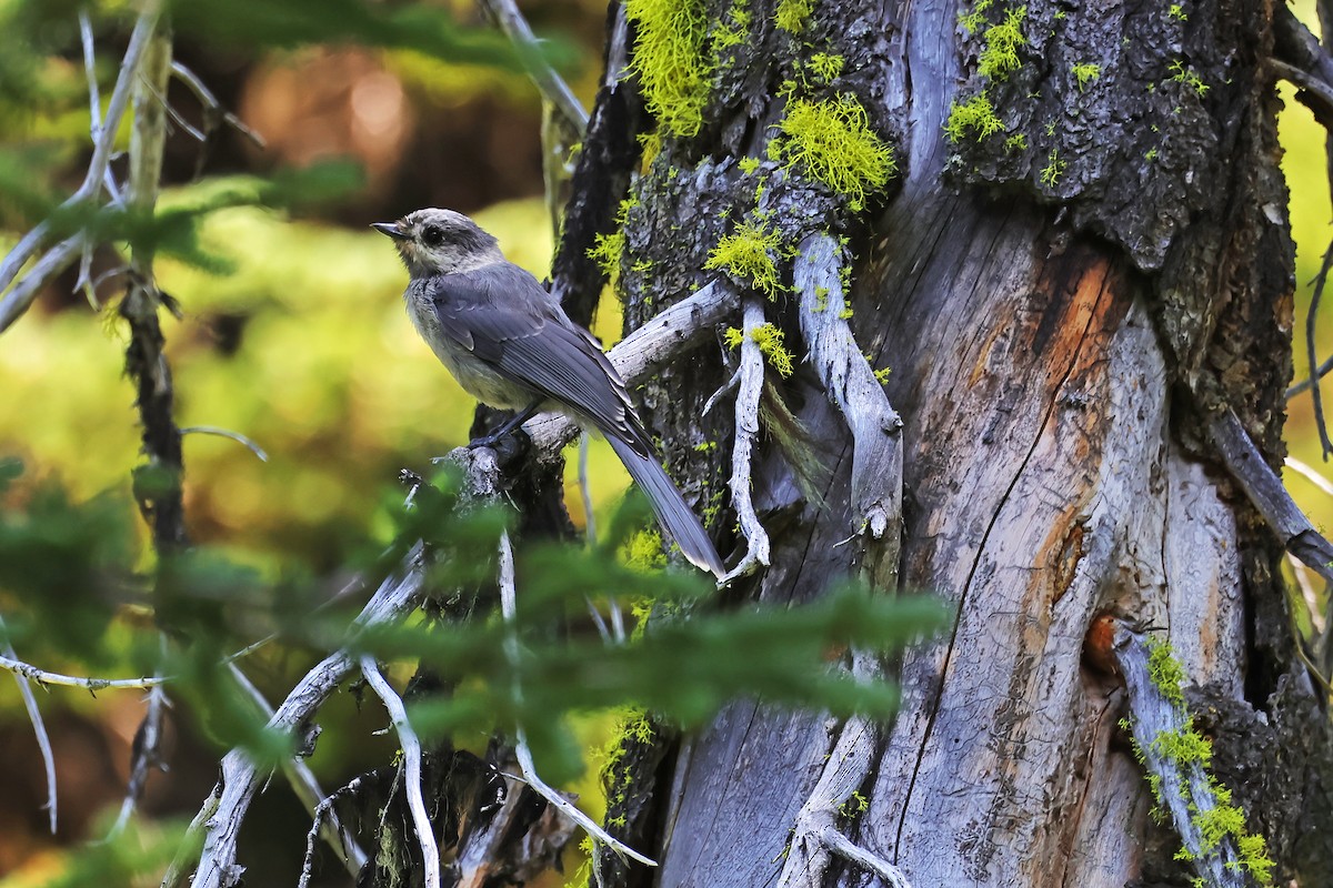 Canada Jay - ML642166032