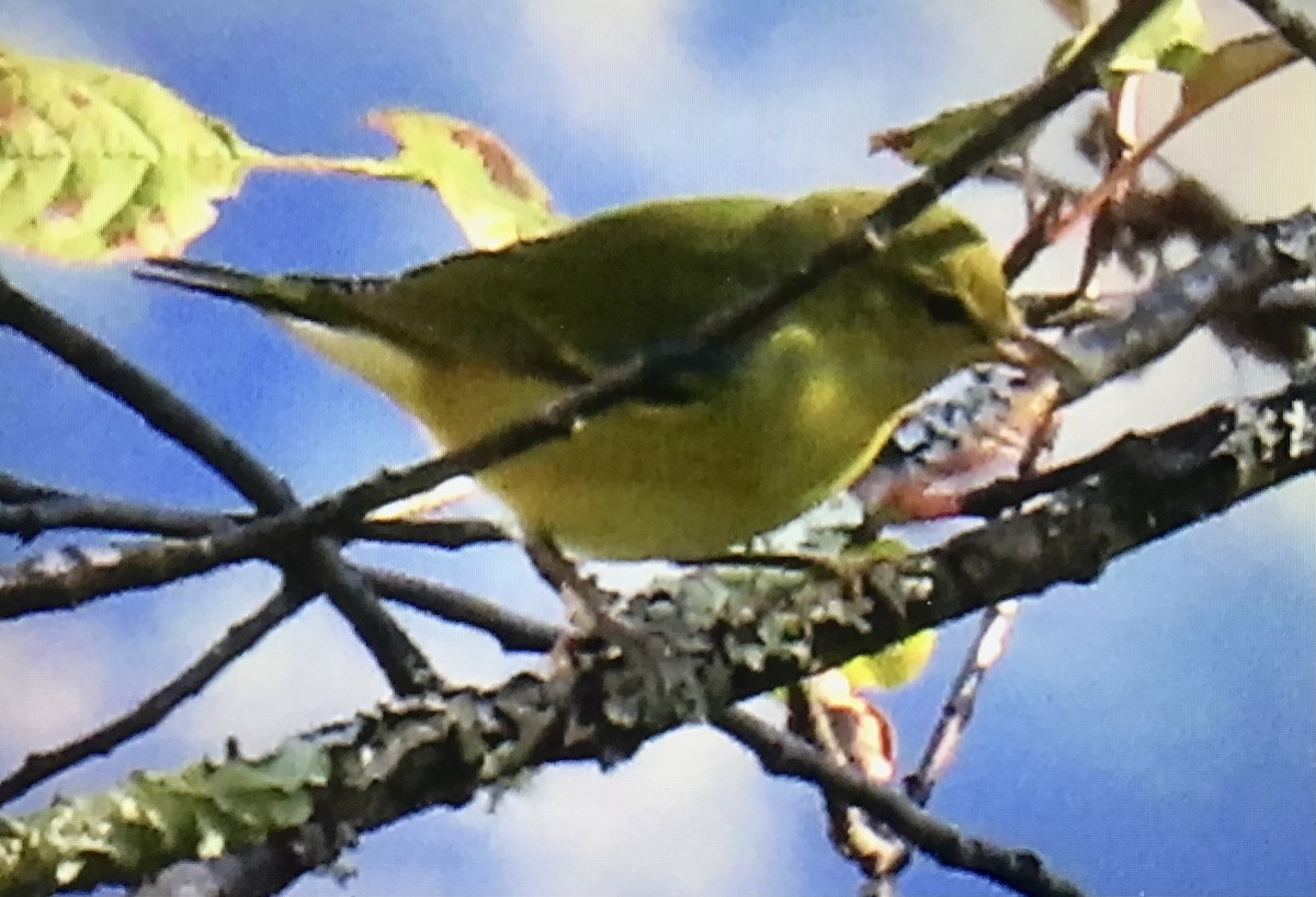 Goldwaldsänger - ML642166033