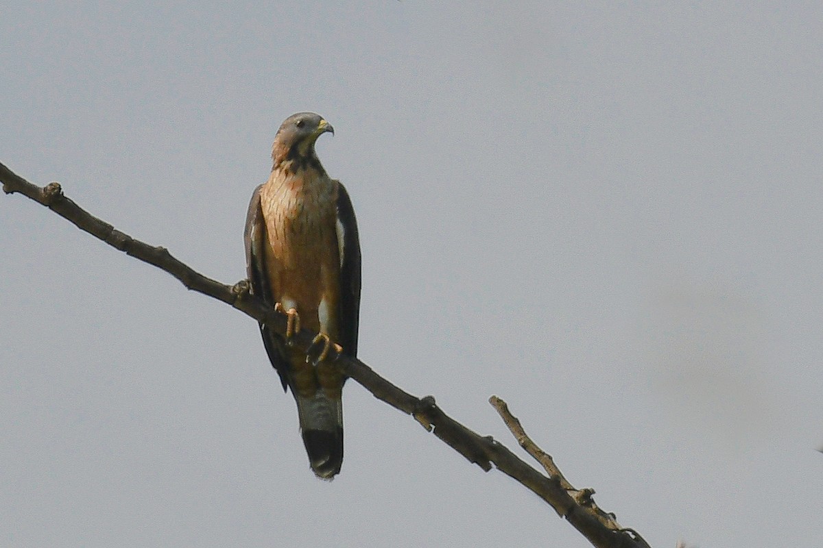 Oriental Honey-buzzard - ML642166039