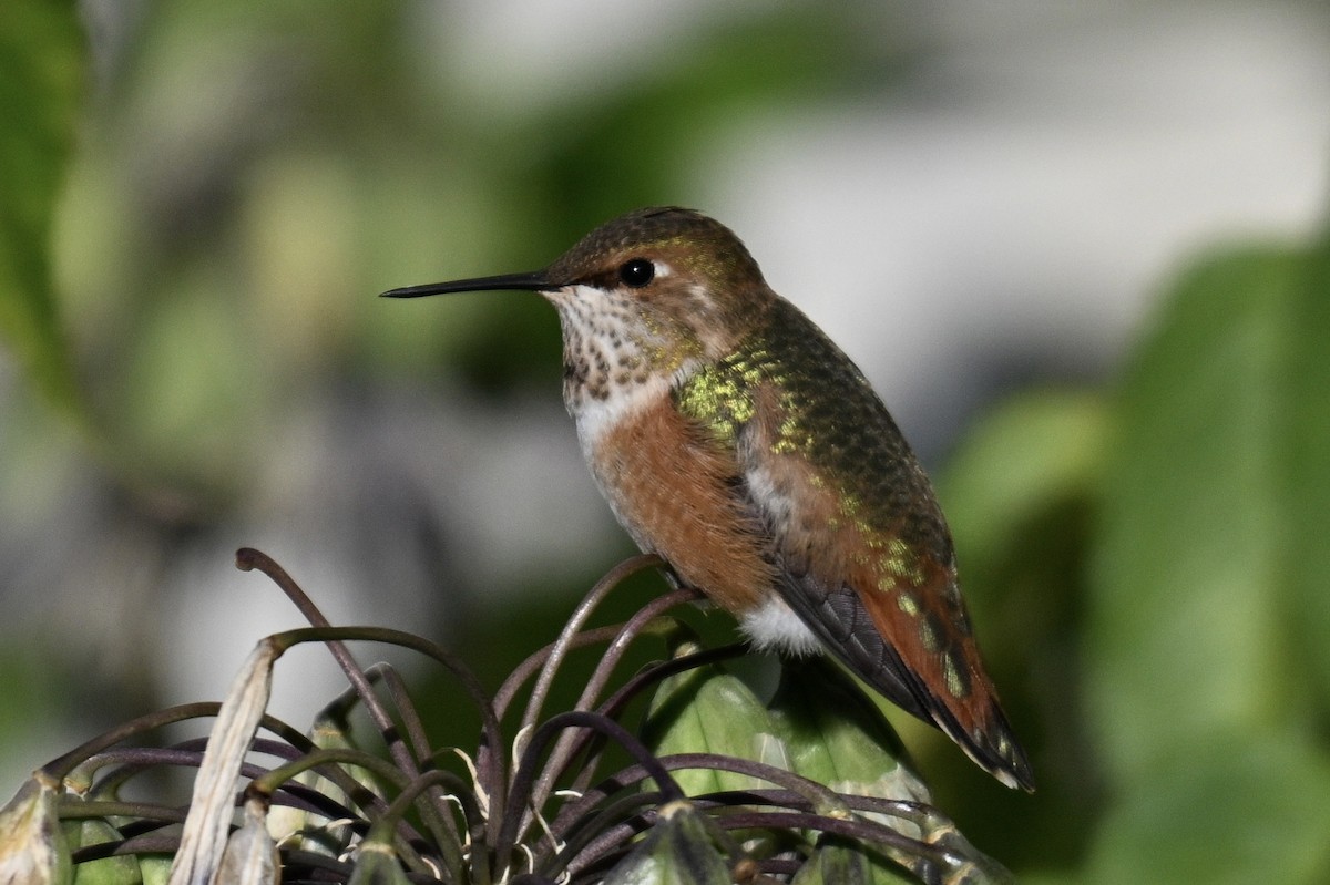 Rufous Hummingbird - ML642166054