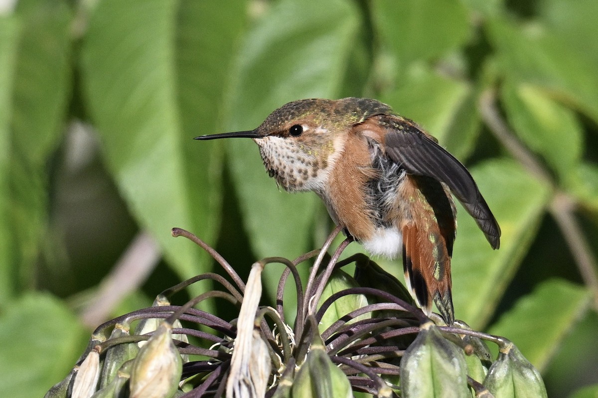 Rufous Hummingbird - ML642166055