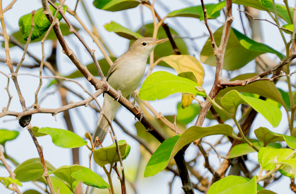 Eastern Olivaceous Warbler - ML642166058