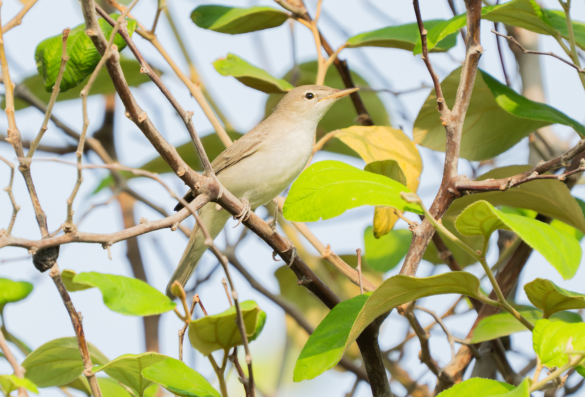 Eastern Olivaceous Warbler - ML642166059