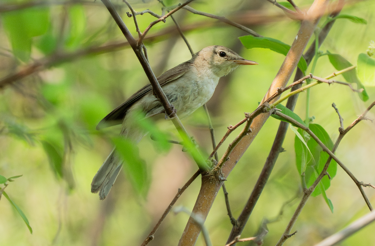 Eastern Olivaceous Warbler - ML642166060