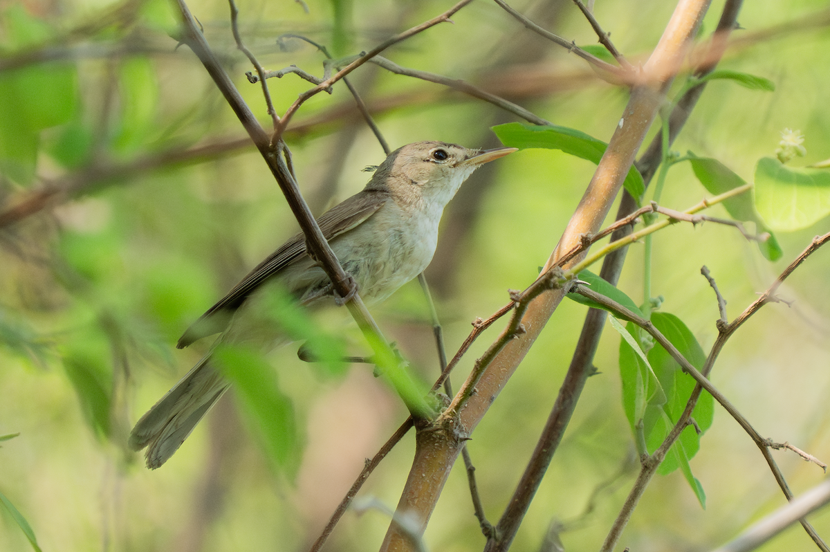 Eastern Olivaceous Warbler - ML642166061