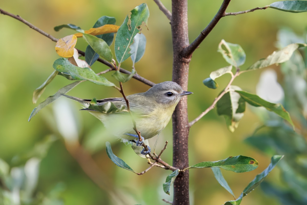 Philadelphia Vireo - ML642166080