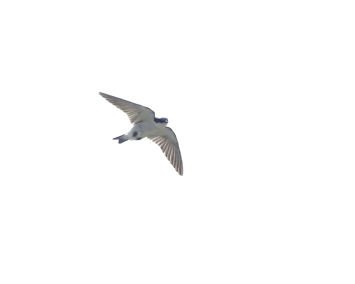 Hirondelle à ailes blanches - ML642166090