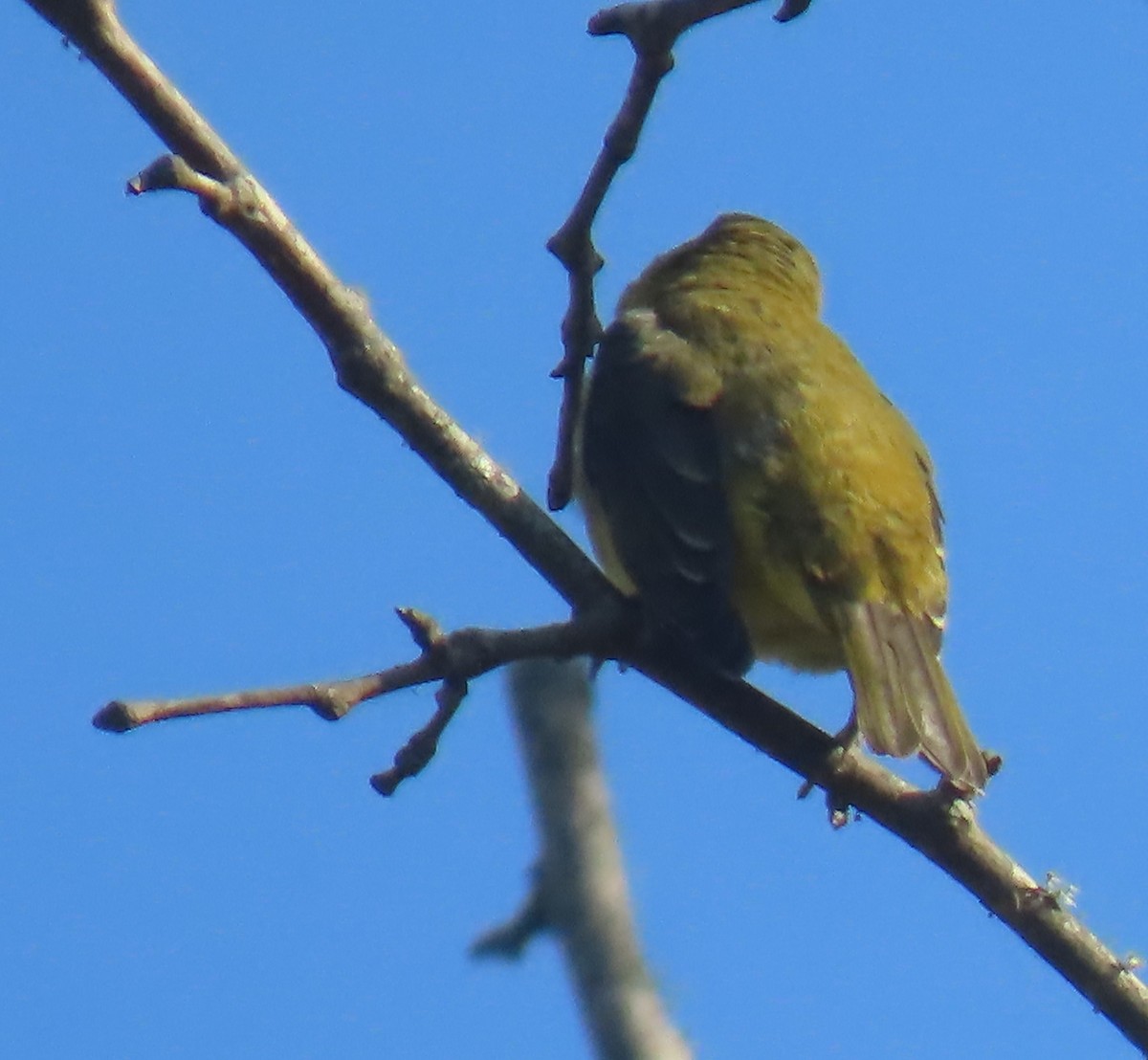 Piranga écarlate - ML642166093
