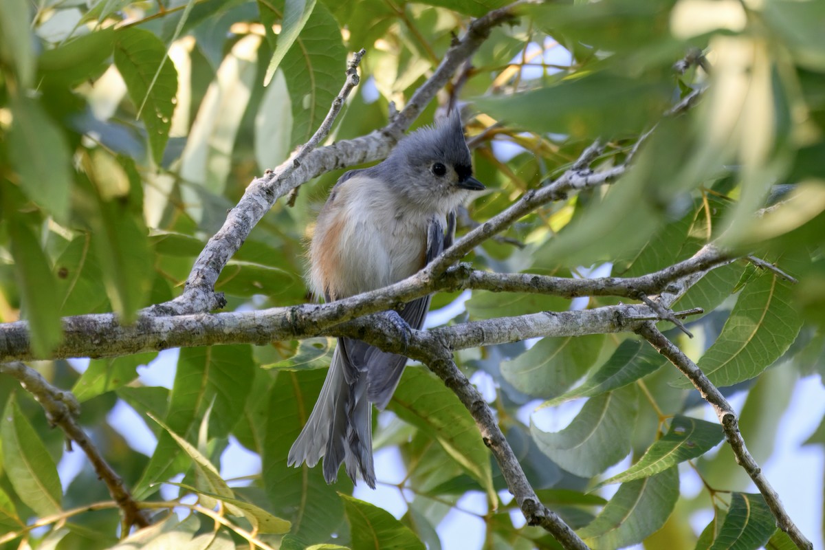 Mésange bicolore - ML642166096