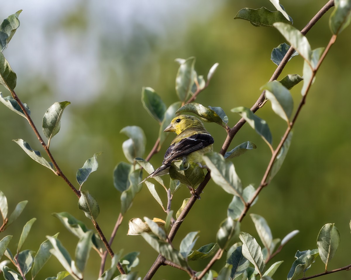 Chardonneret jaune - ML642166114