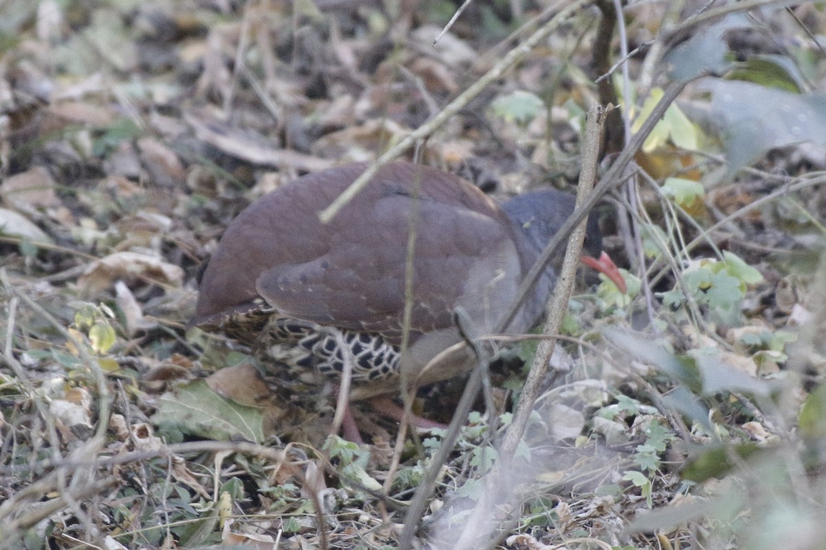 Tataupa Tinamou - ML642166122