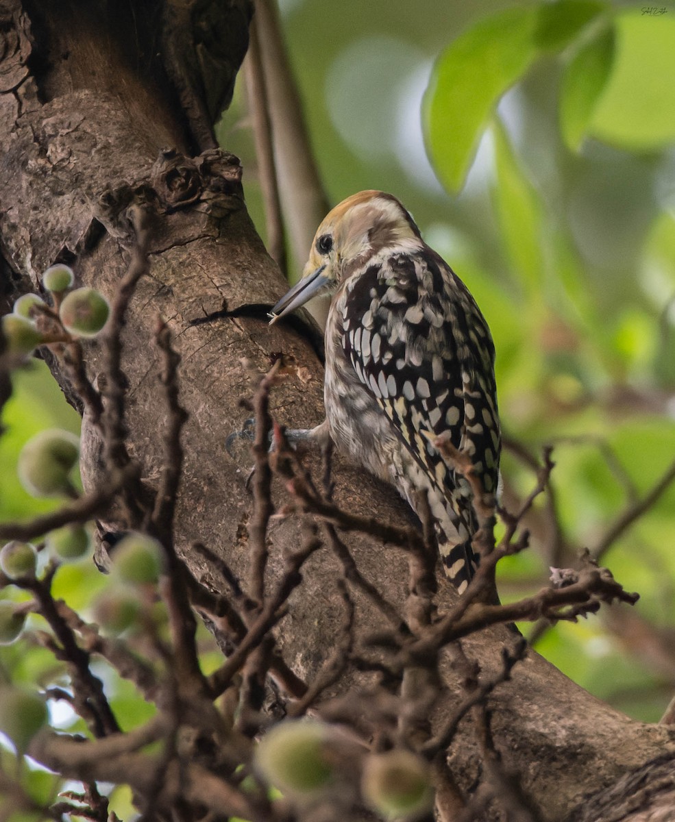 Yellow-crowned Woodpecker - ML642166135