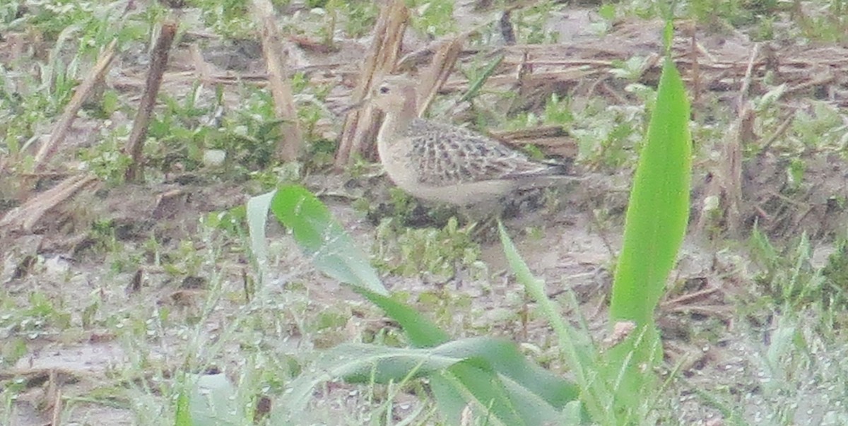 黃胸鷸 - ML642166160