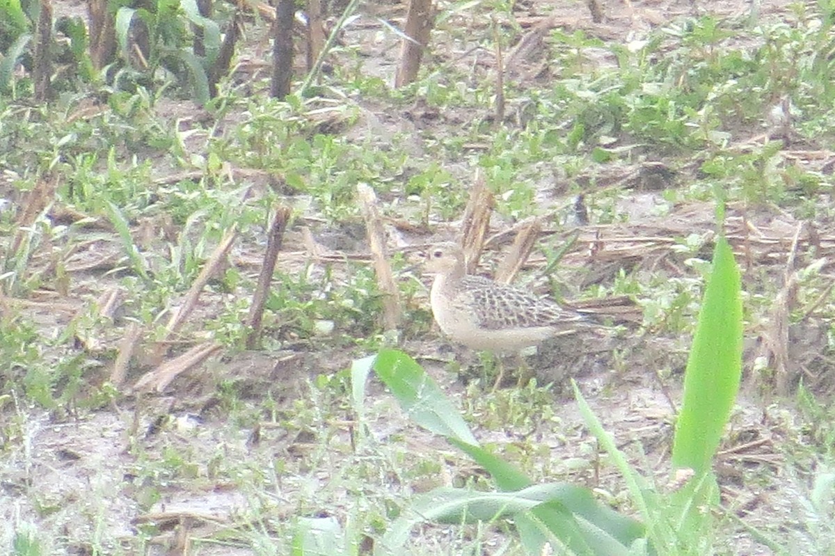 黃胸鷸 - ML642166170