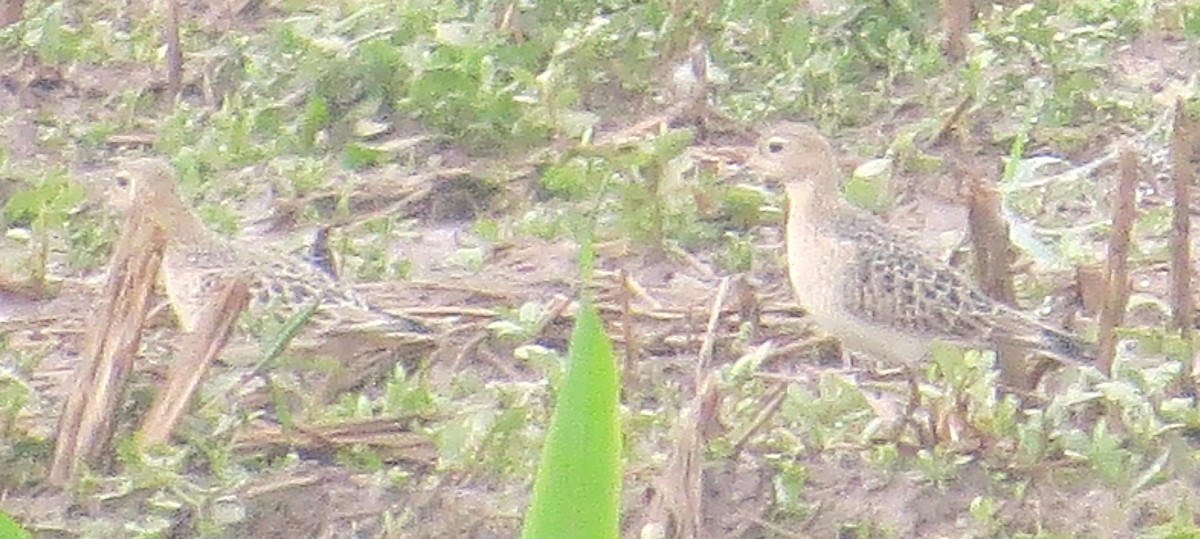 黃胸鷸 - ML642166176