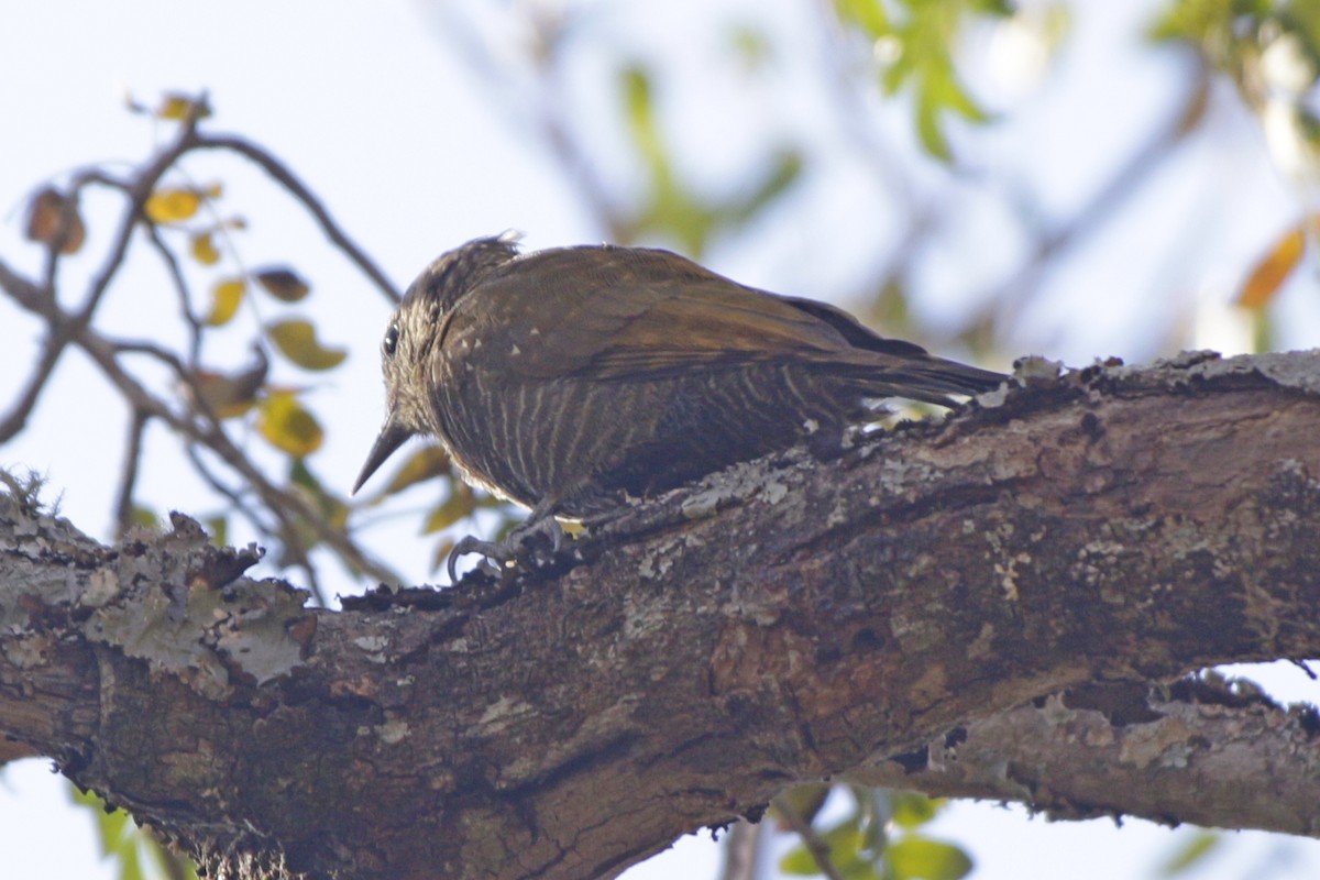 Dot-fronted Woodpecker - ML642166177