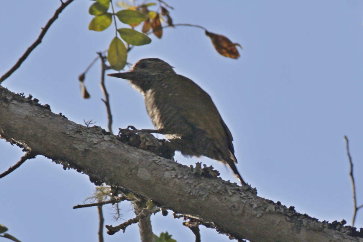 Dot-fronted Woodpecker - ML642166178