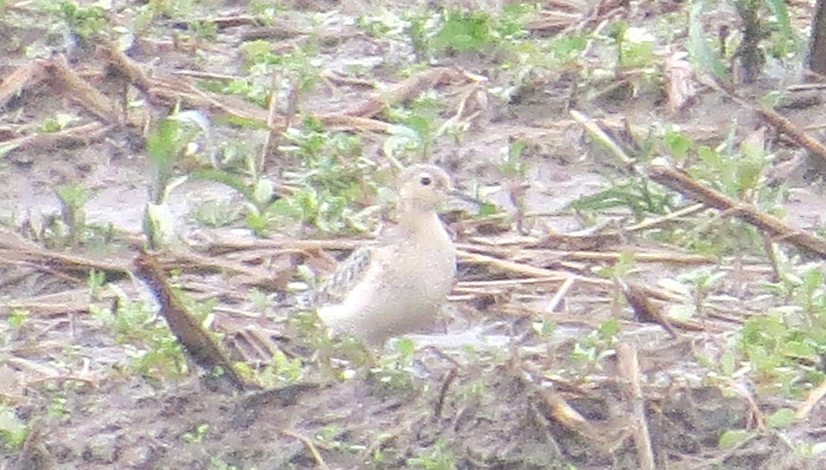 黃胸鷸 - ML642166181