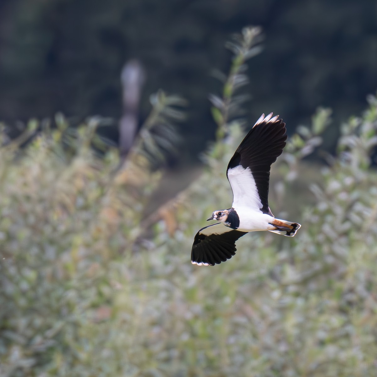 Northern Lapwing - ML642166187