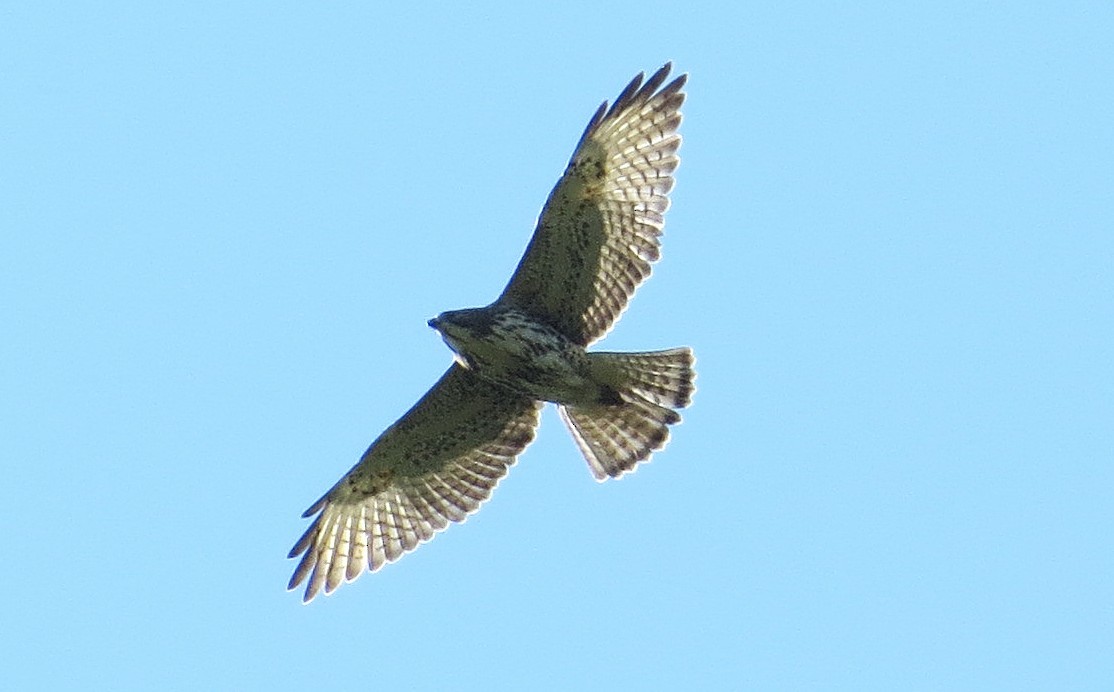 Broad-winged Hawk - ML642166207