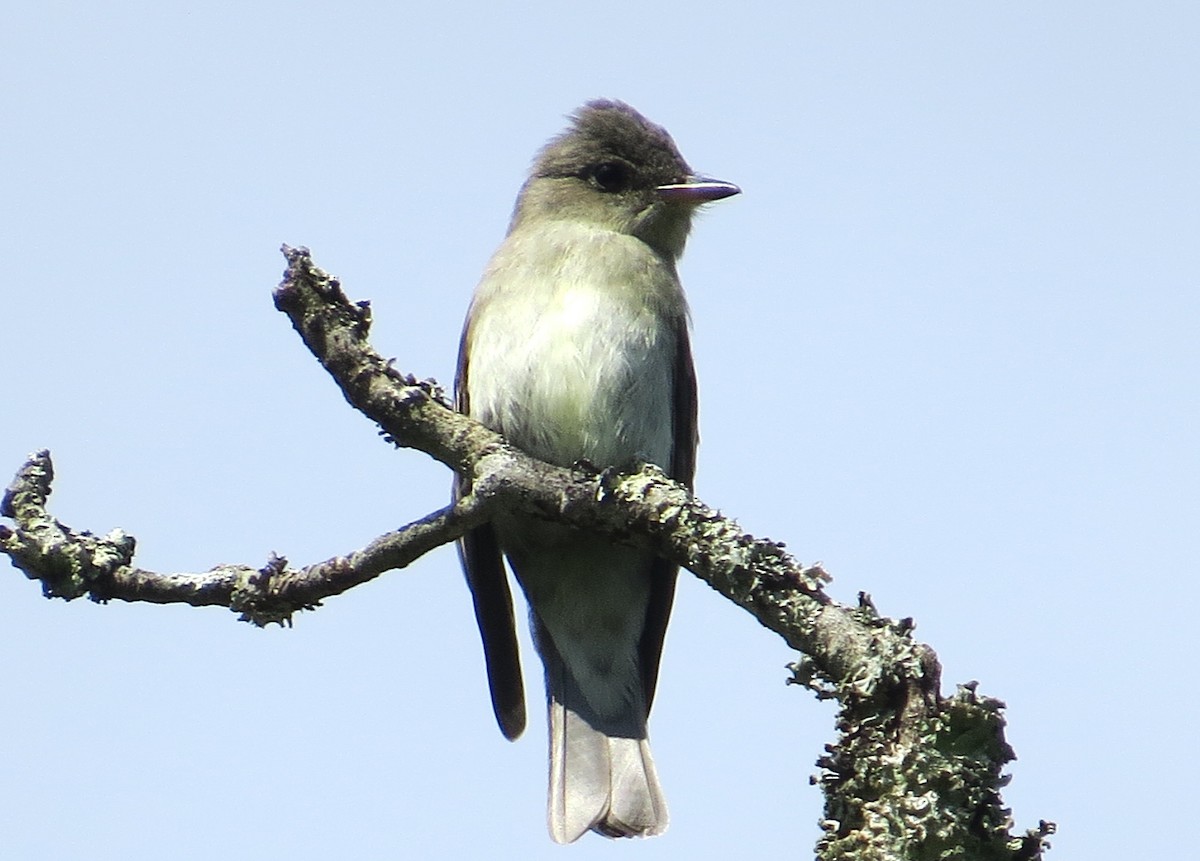 Eastern Wood-Pewee - ML642166216