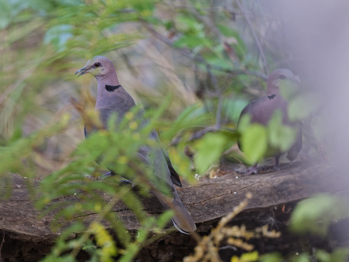 Red-eyed Dove - ML642166220