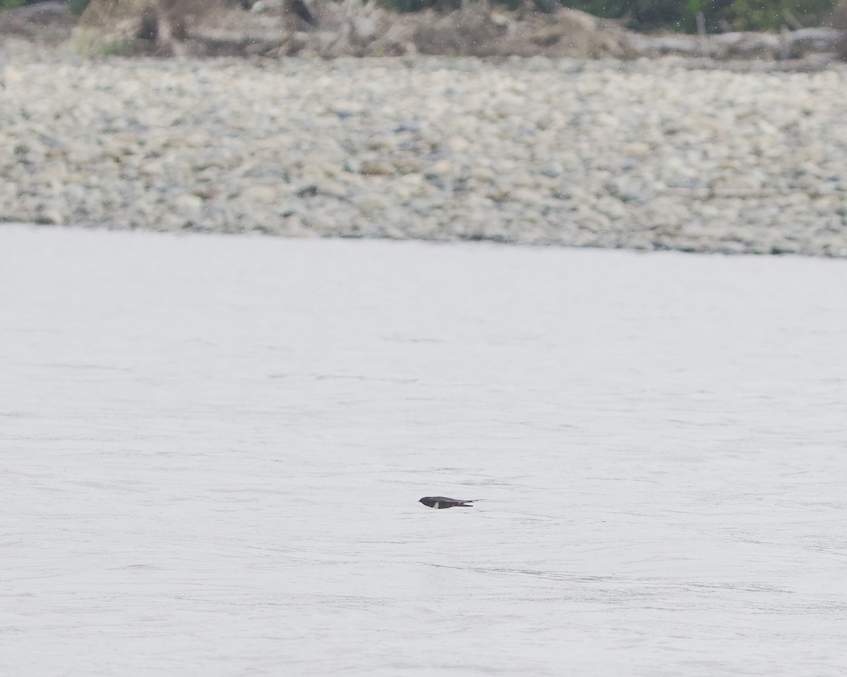 White-banded Swallow - ML642166221