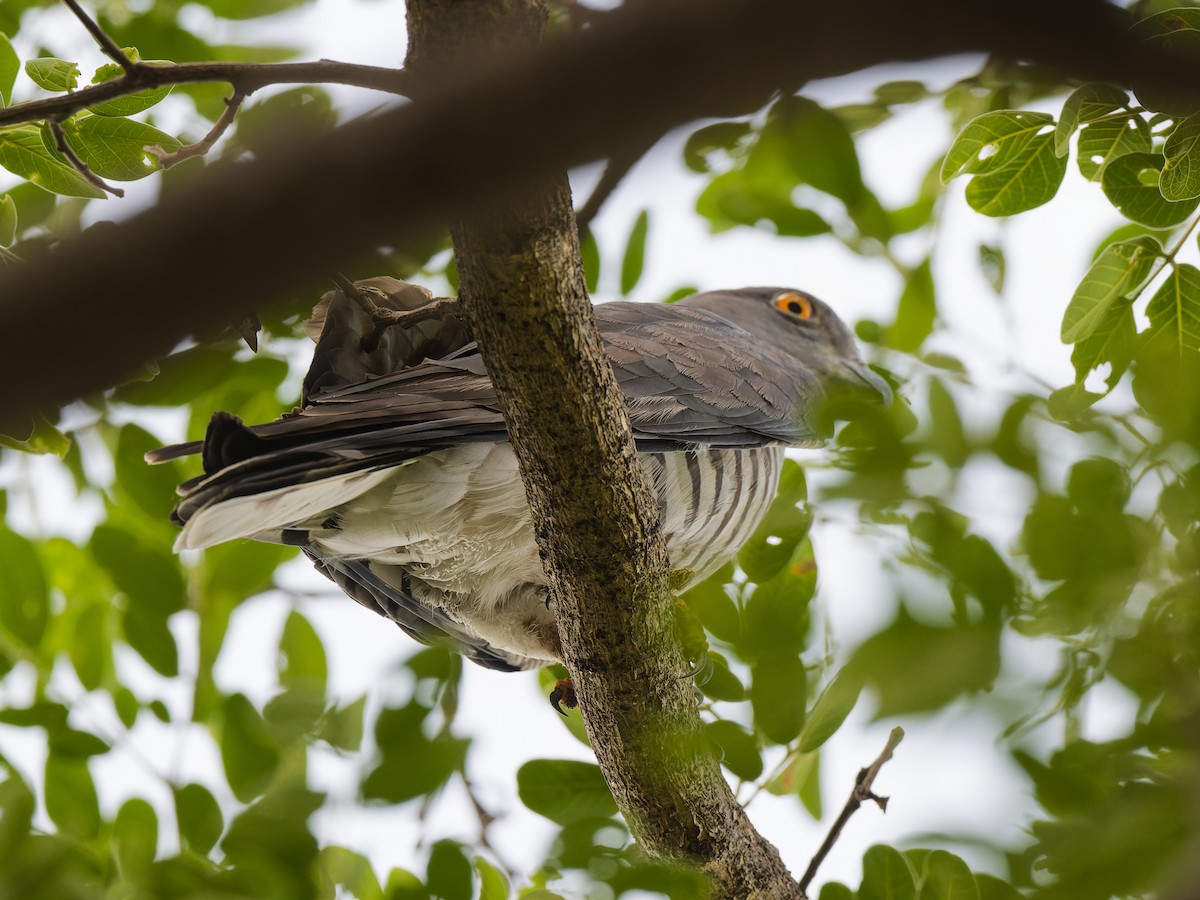 African Cuckoo-Hawk - ML642166242