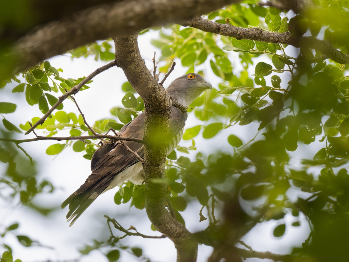 African Cuckoo-Hawk - ML642166248