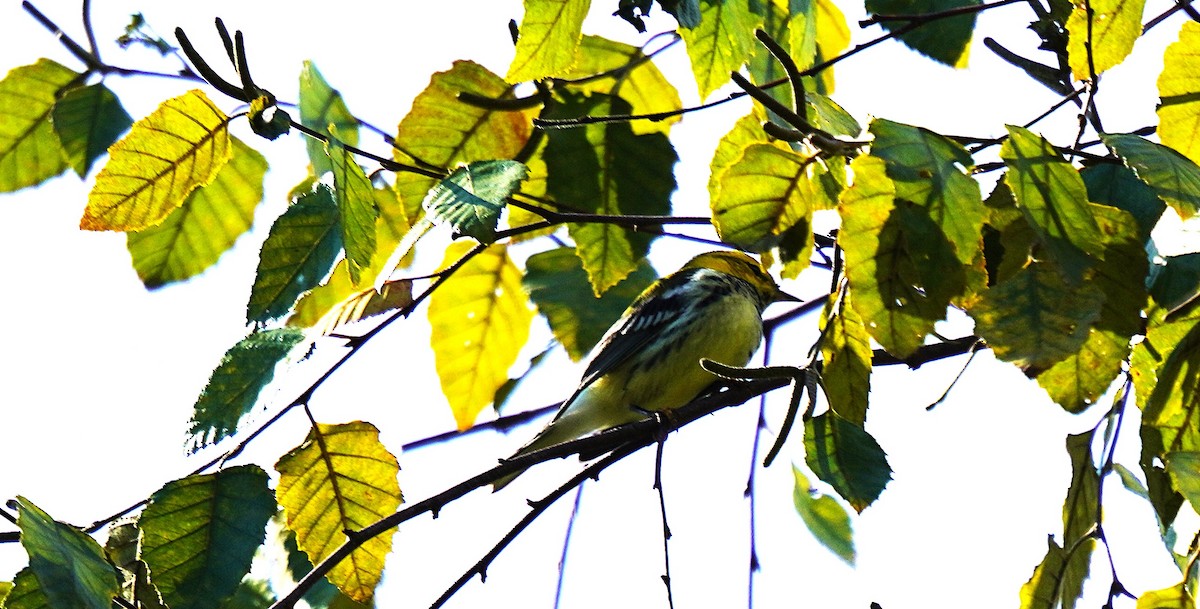 Black-throated Green Warbler - ML642166249