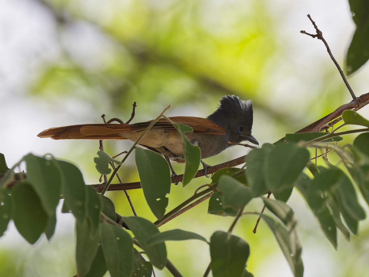 African Paradise-Flycatcher - ML642166252