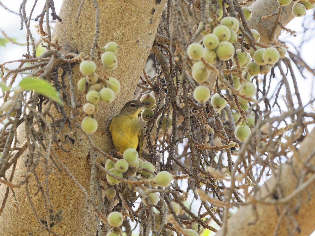 Yellow-bellied Greenbul - ML642166257