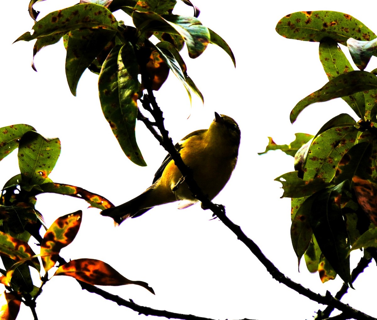 Scarlet Tanager - ML642166260