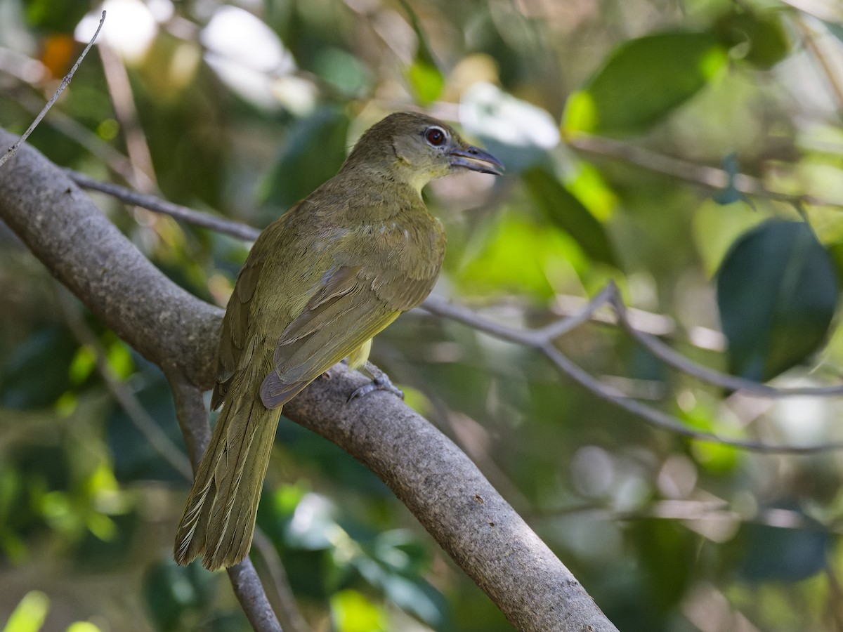 Yellow-bellied Greenbul - ML642166264