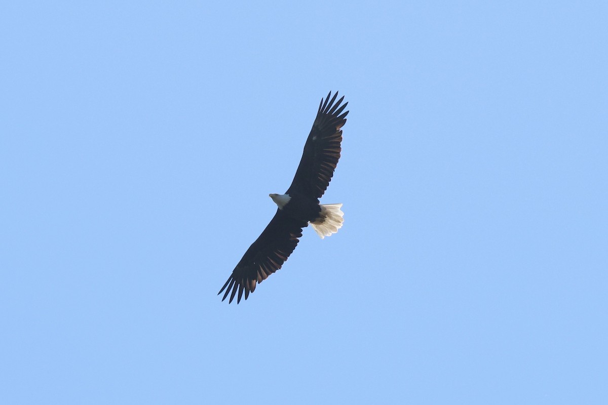 Bald Eagle - ML642166265