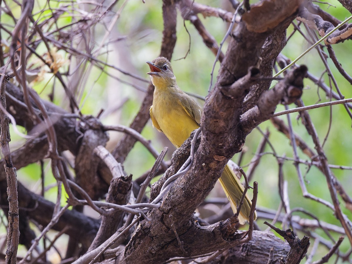 Yellow-bellied Greenbul - ML642166266