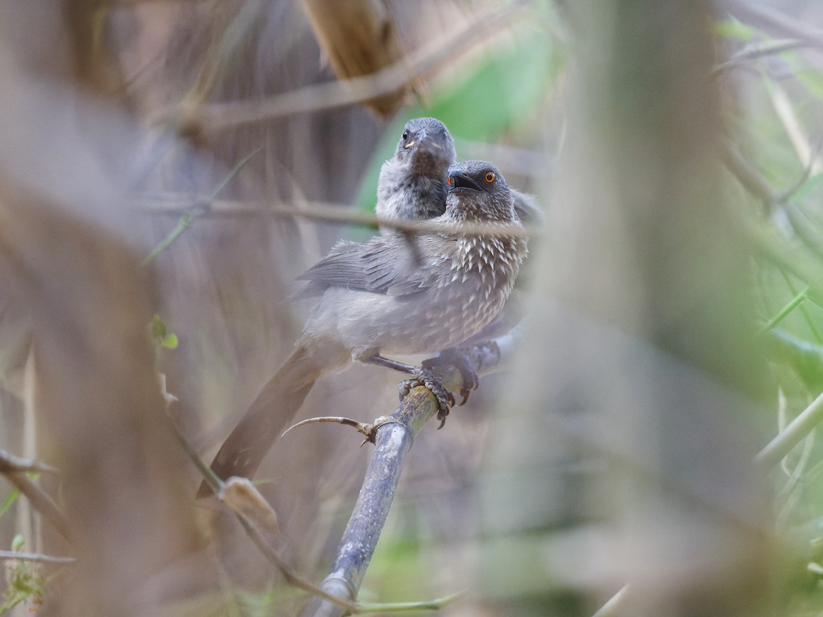Arrow-marked Babbler - ML642166272