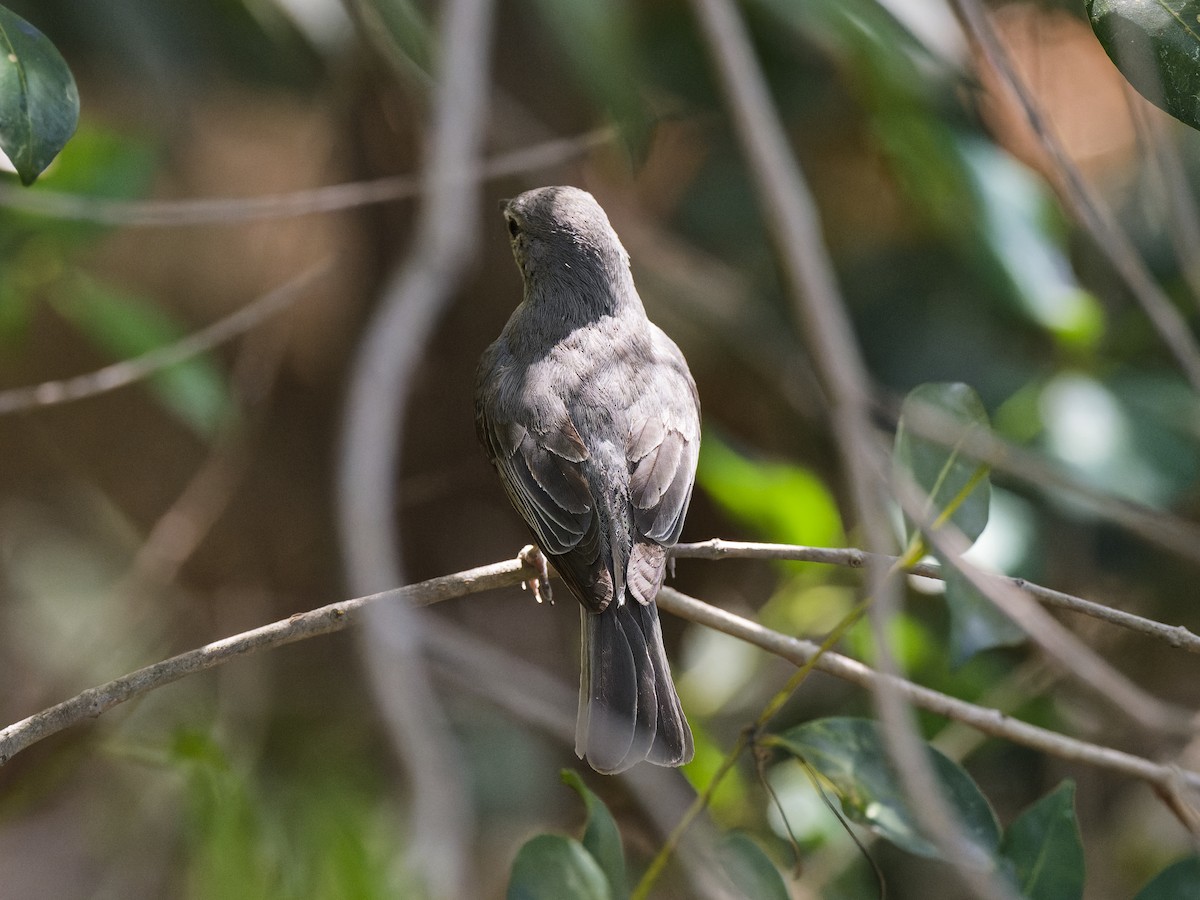 Ashy Flycatcher - ML642166279