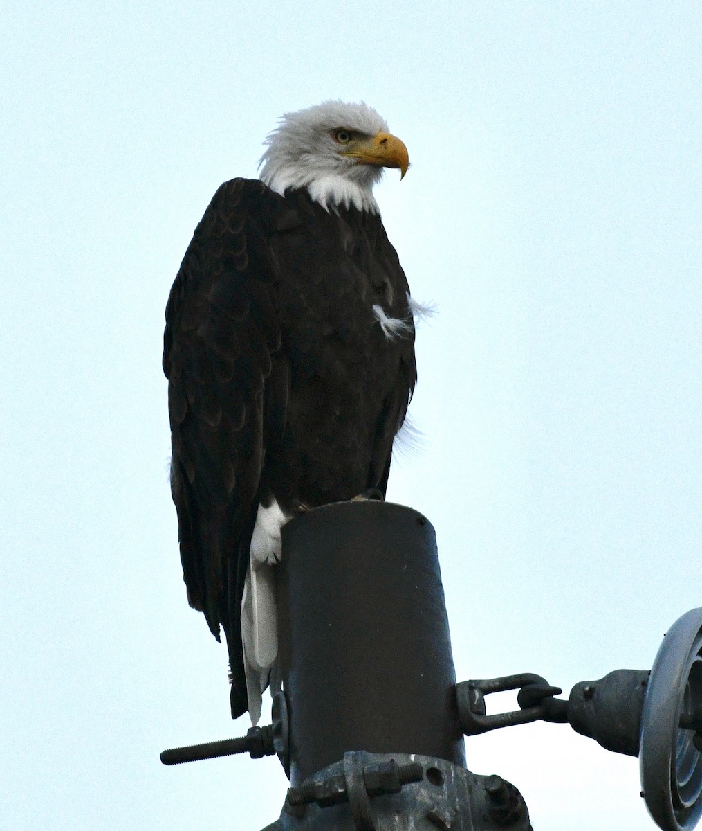 Bald Eagle - ML642166284
