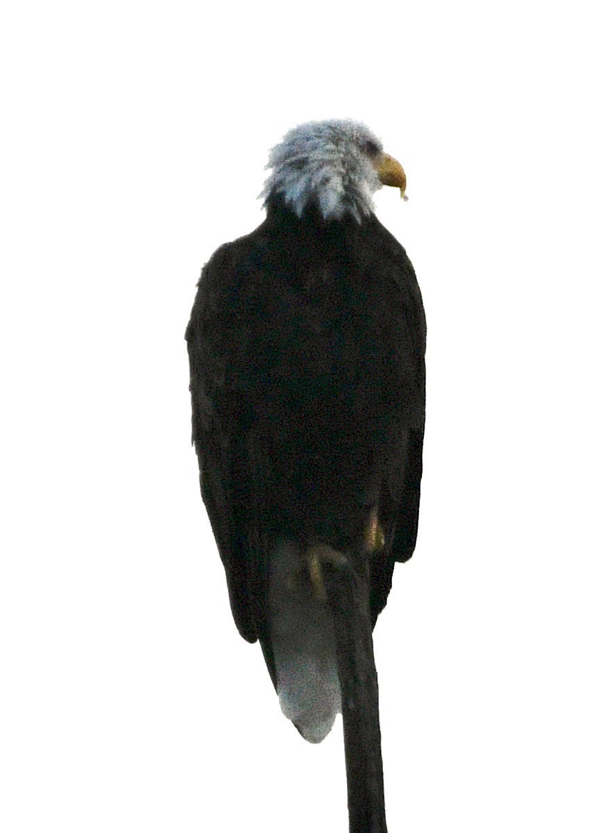 Bald Eagle - ML642166285