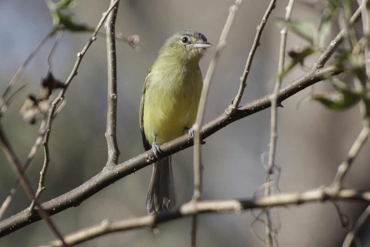 Yellow-olive Flatbill - ML642166297