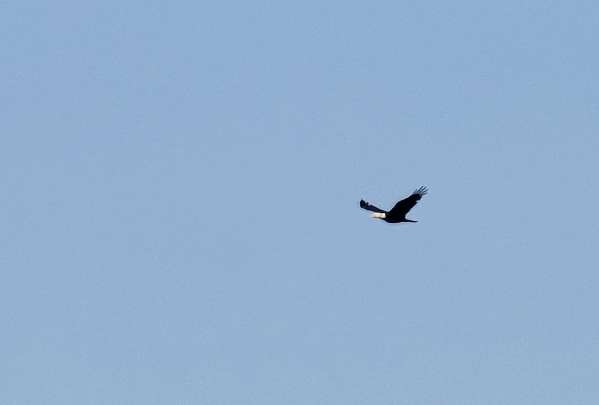 Bald Eagle - ML642166299