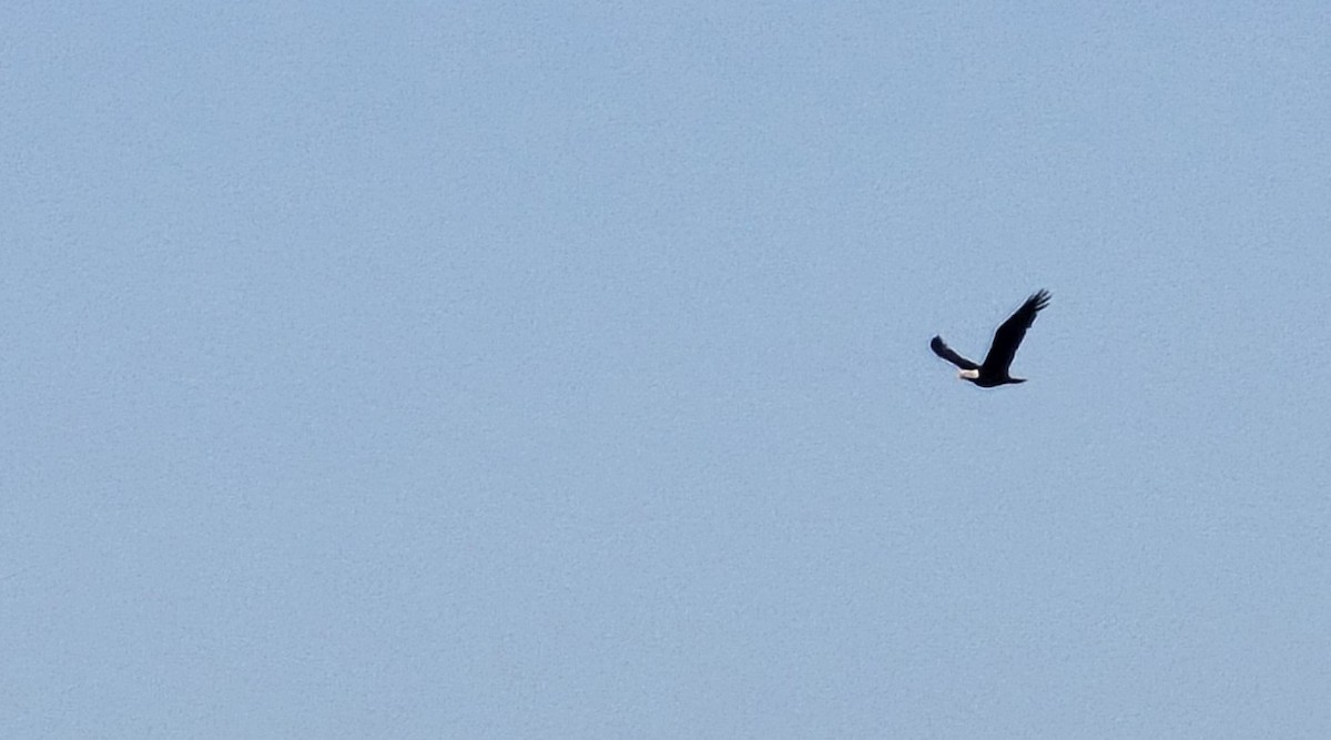 Bald Eagle - ML642166300