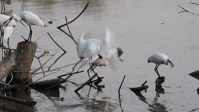 Eurasian Spoonbill - ML642166309