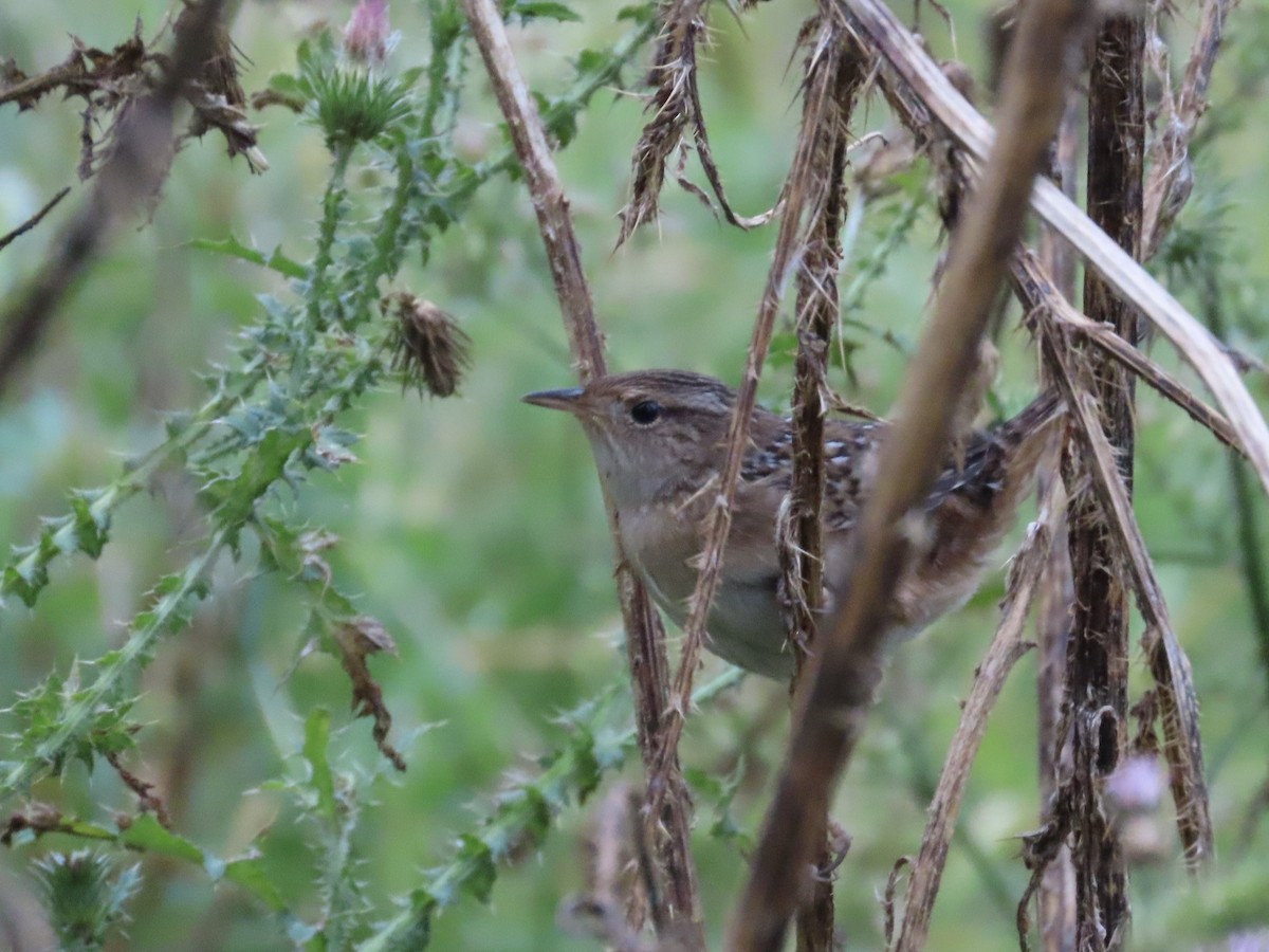 Sedge Wren - ML642166326