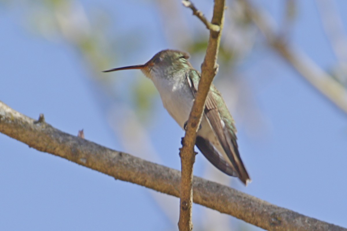 White-bellied Hummingbird - ML642166328